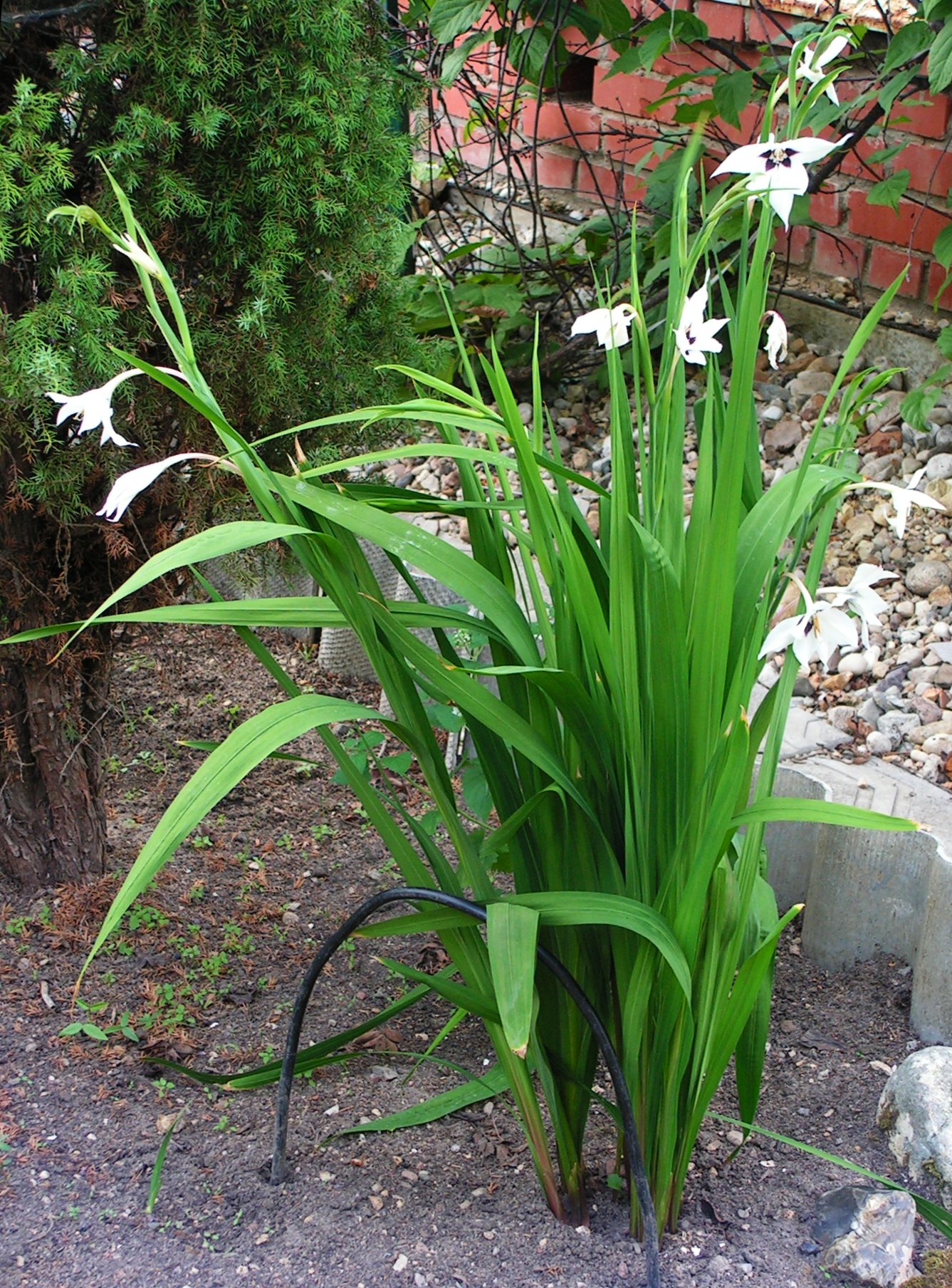 Gladiolus