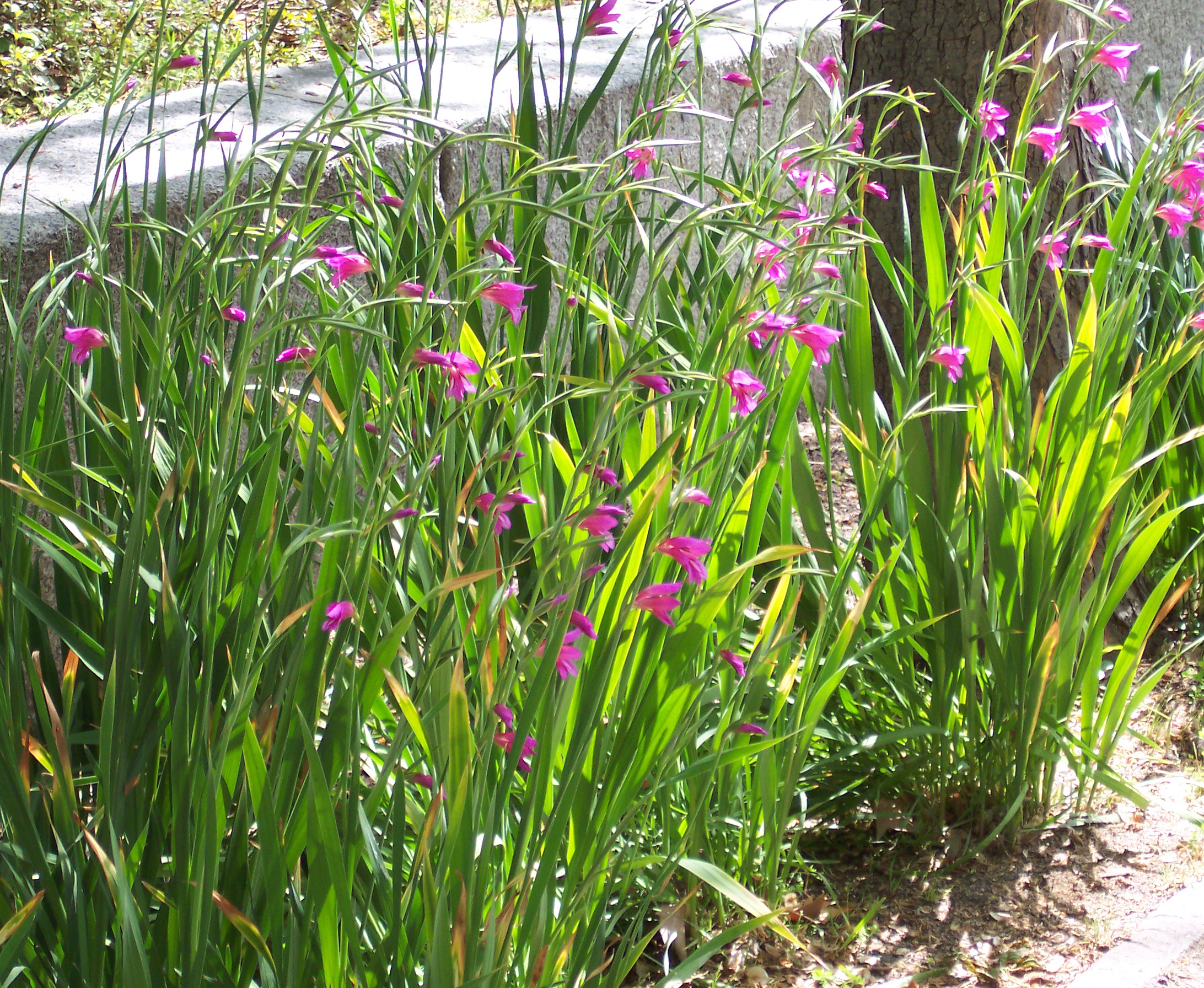 Gladiolus