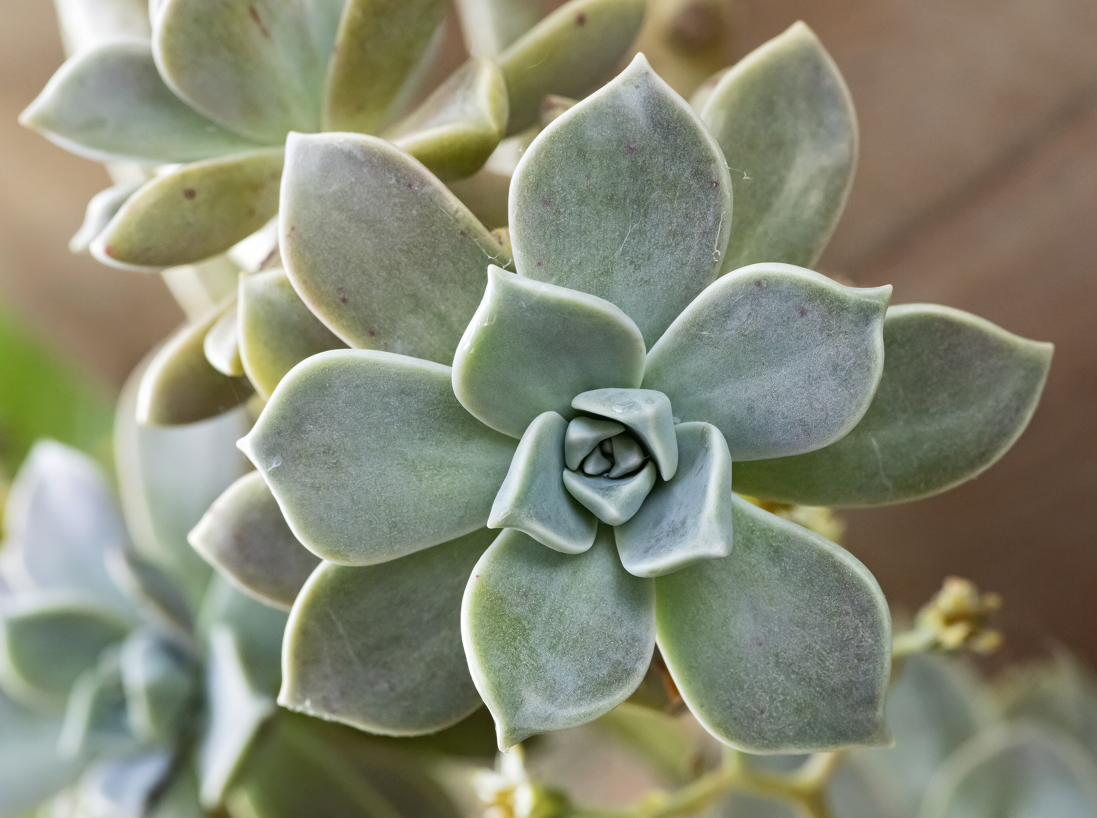 Graptopetalum