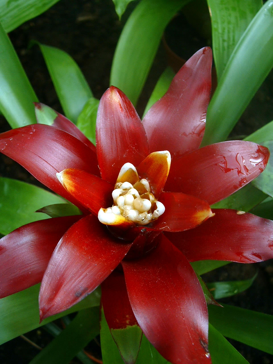 Guzmania