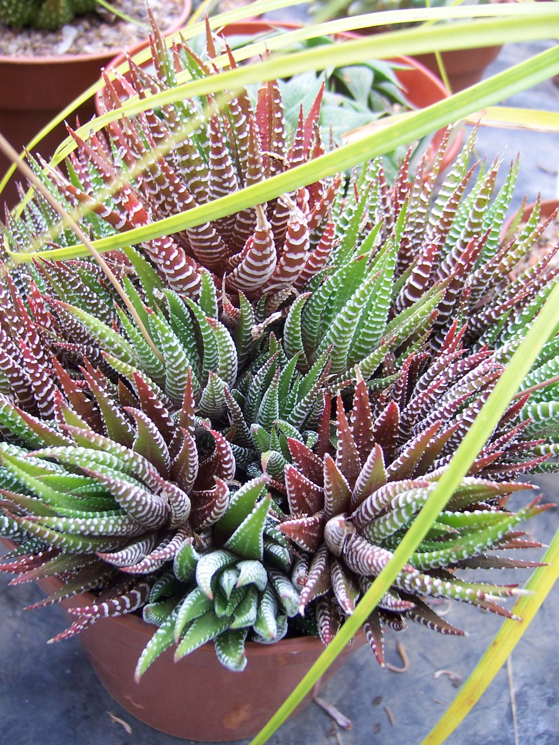 Haworthia