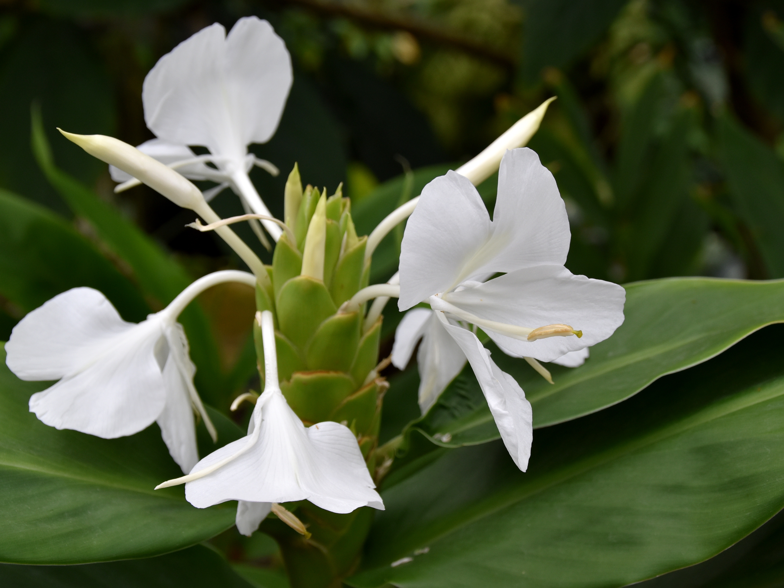 Hedychium