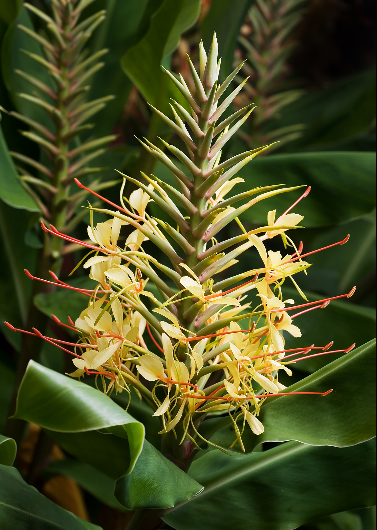Hedychium