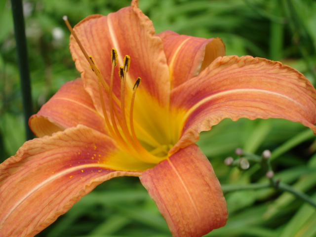 Hemerocallis