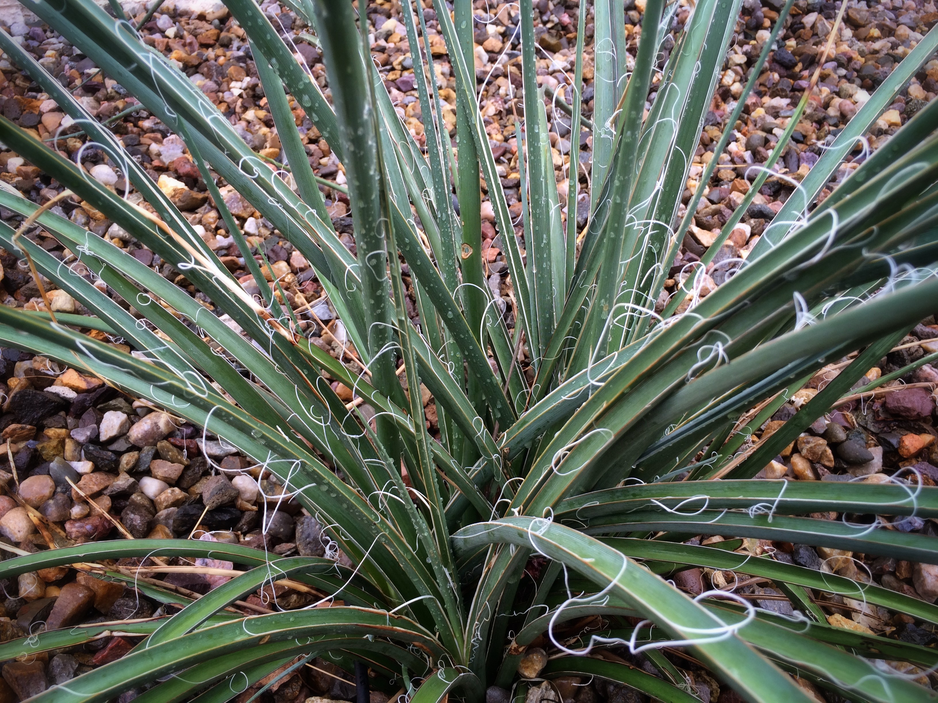 Hesperaloe