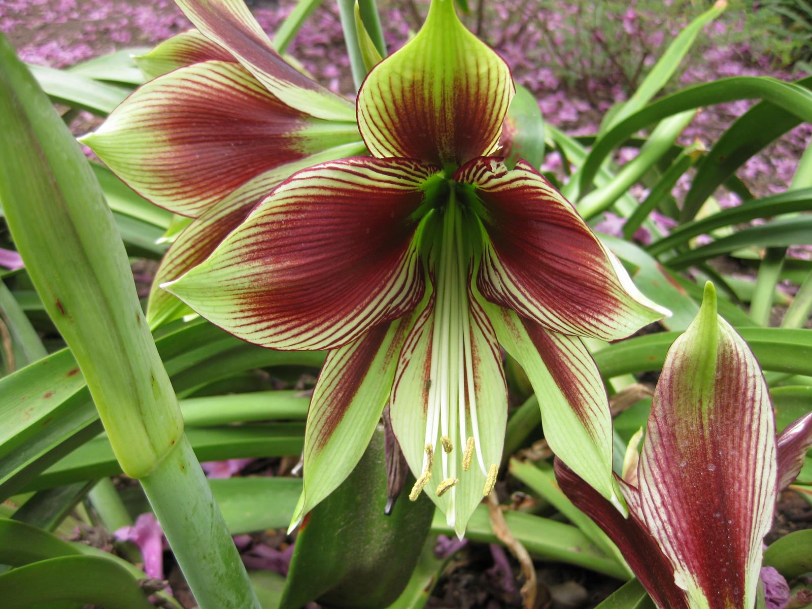 Hippeastrum
