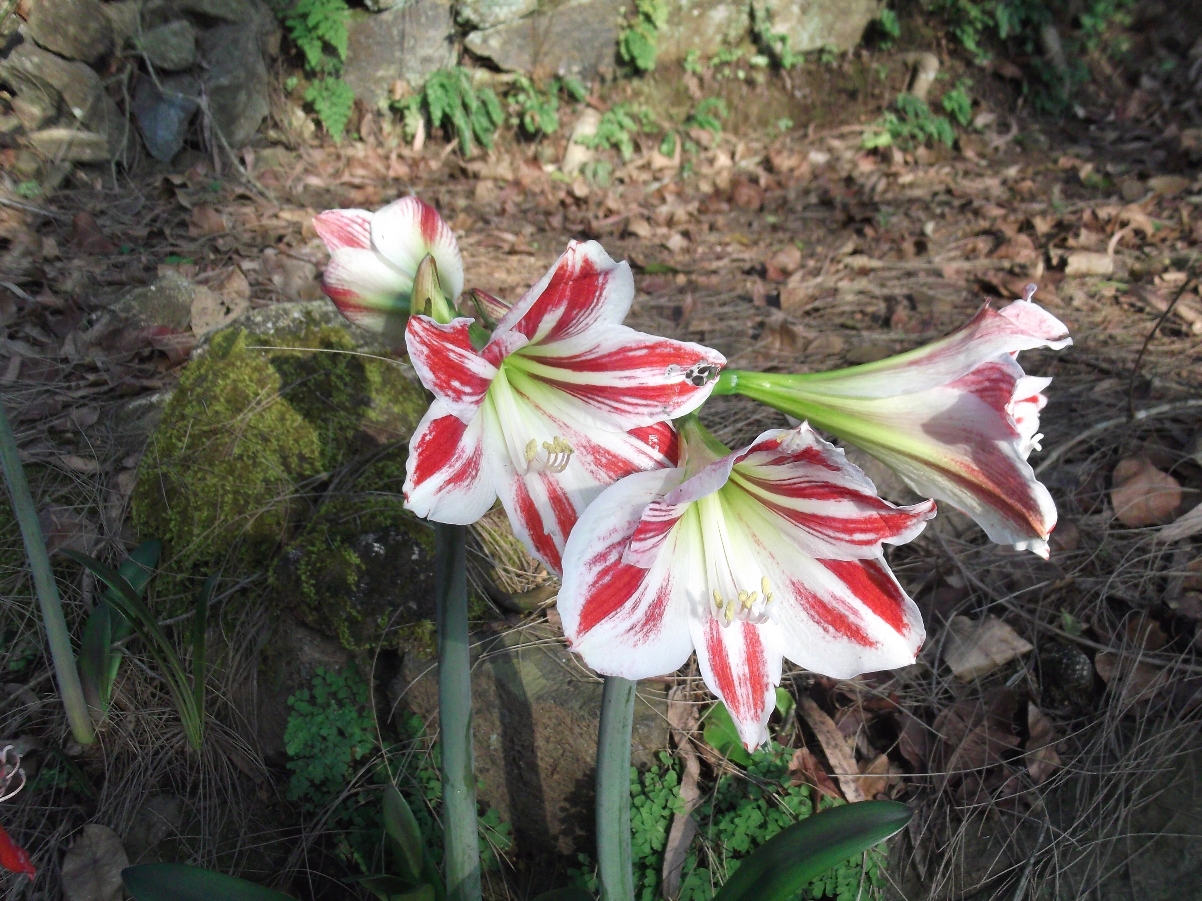 Hippeastrum