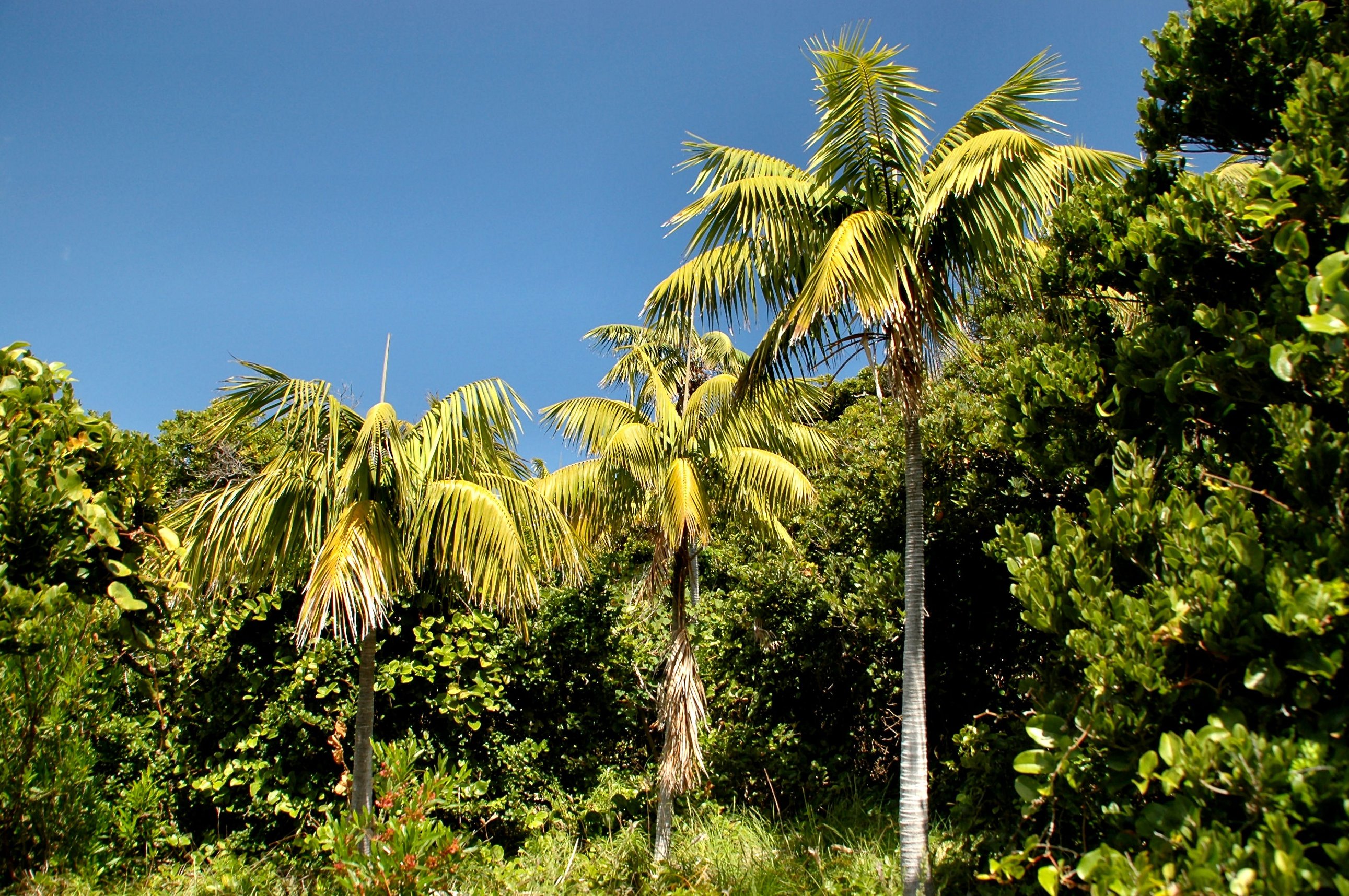 Howea