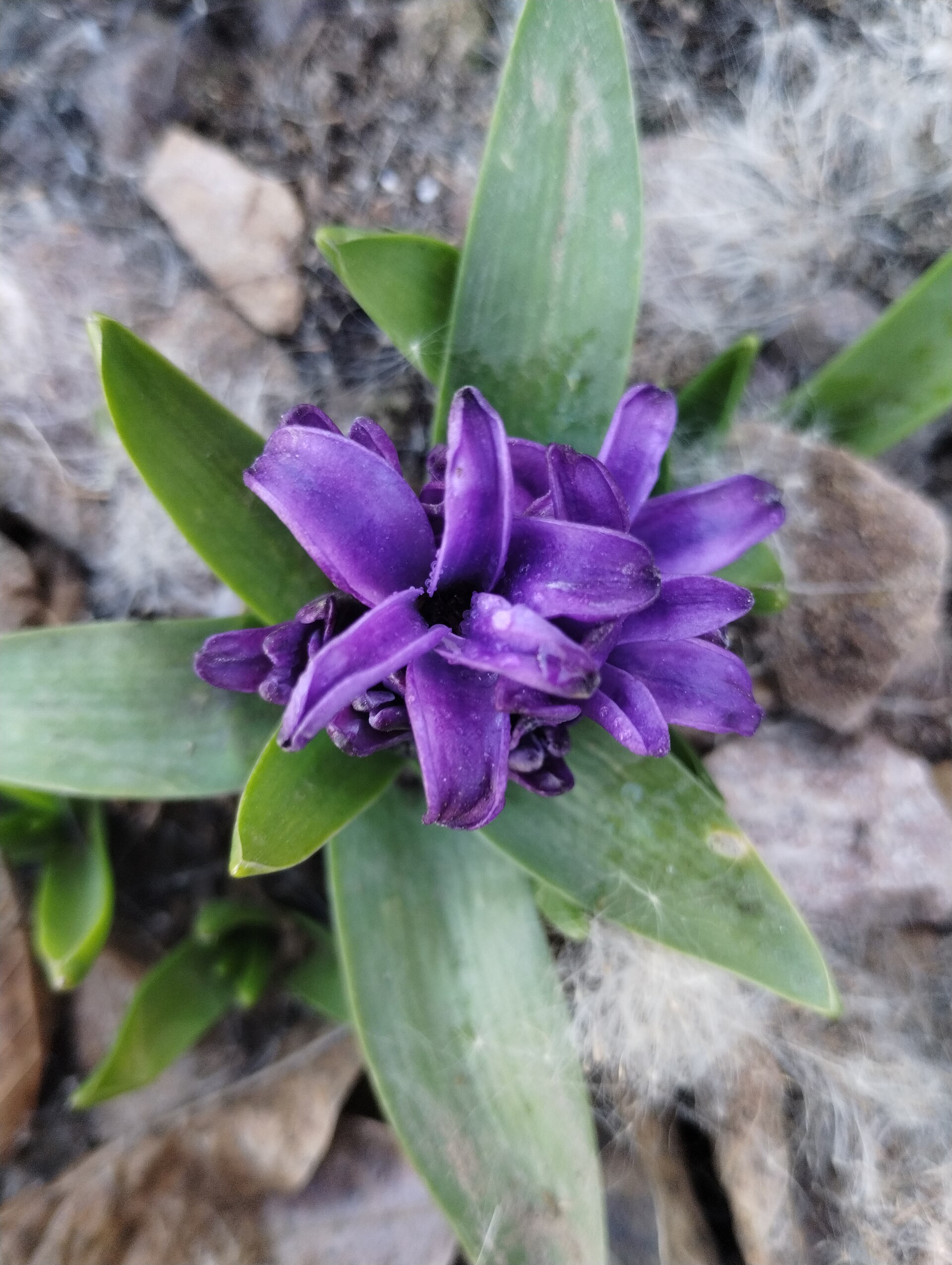 Hyacinthus