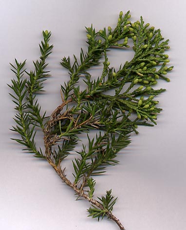 Juniperus