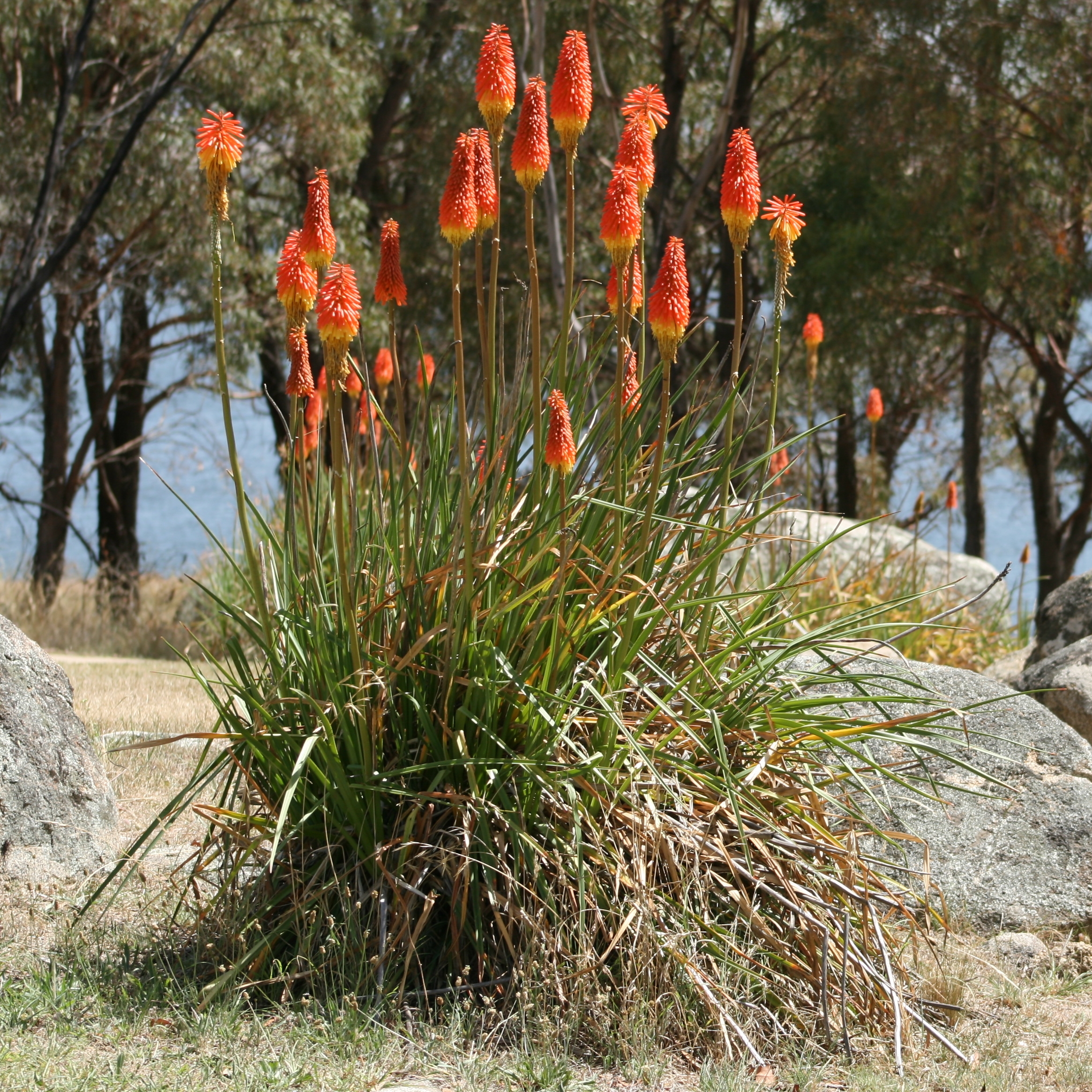 Kniphofia