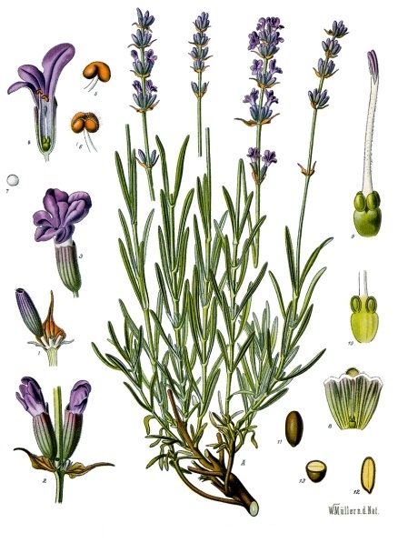 Lavandula