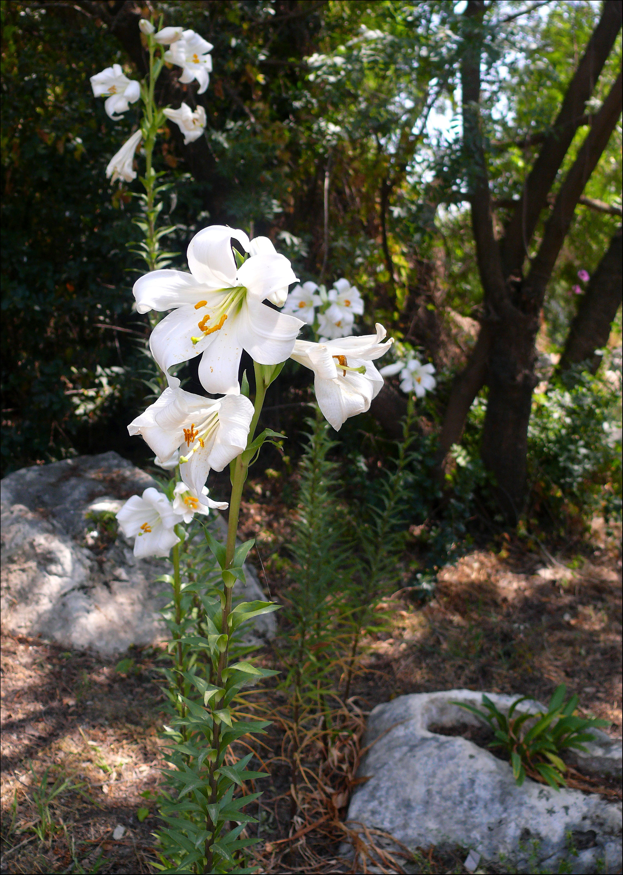 Lilium
