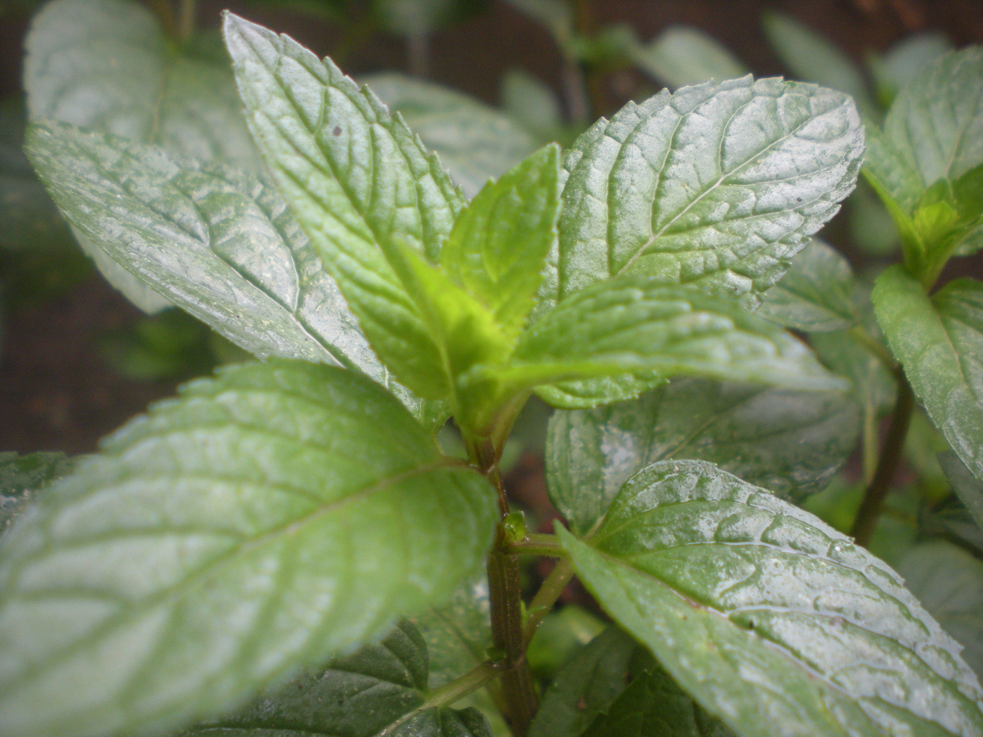 Mentha
