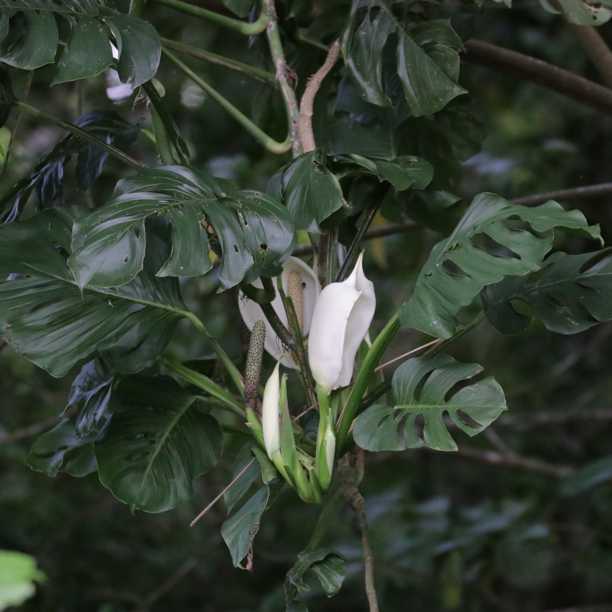 Monstera