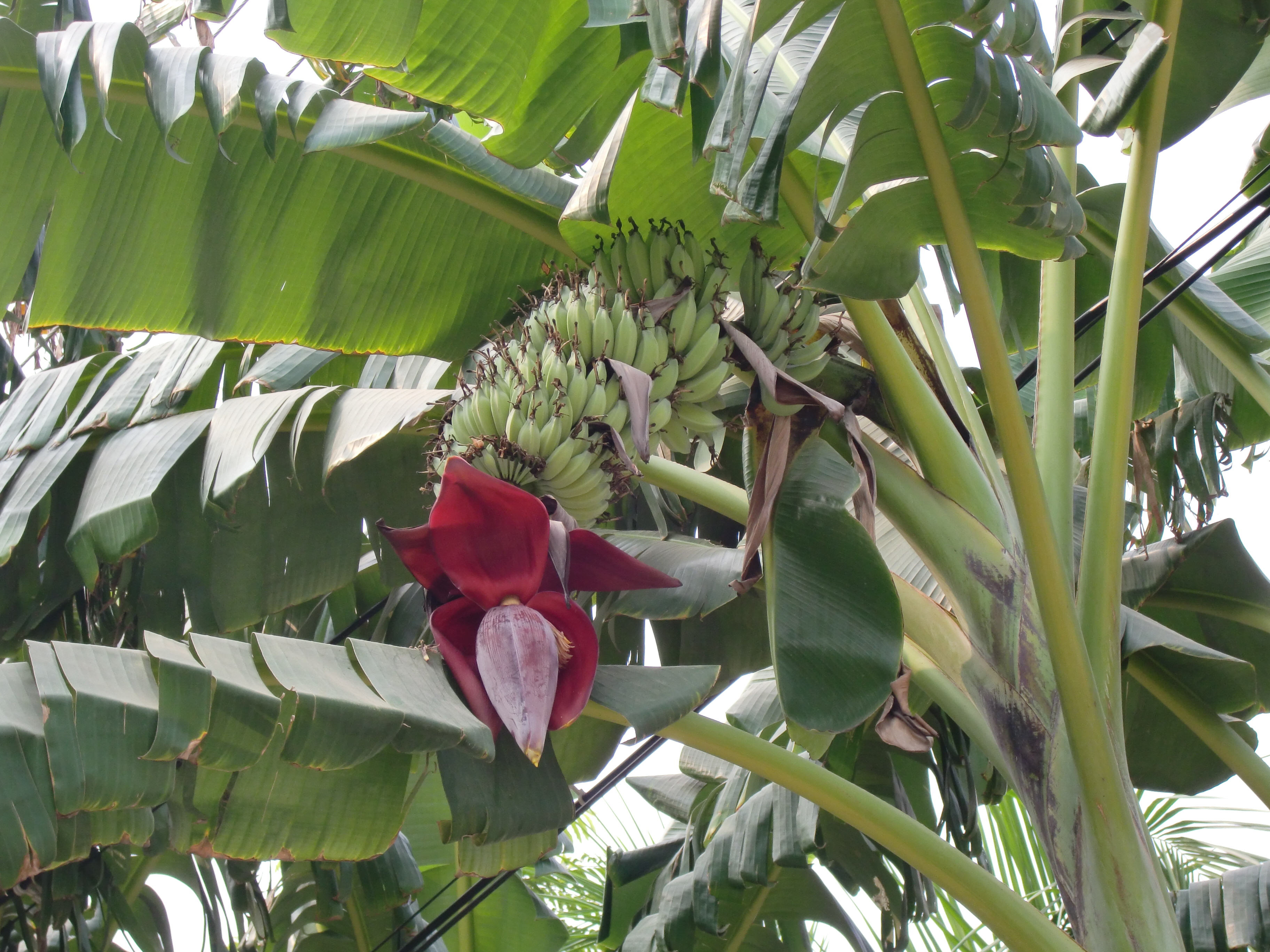Musa