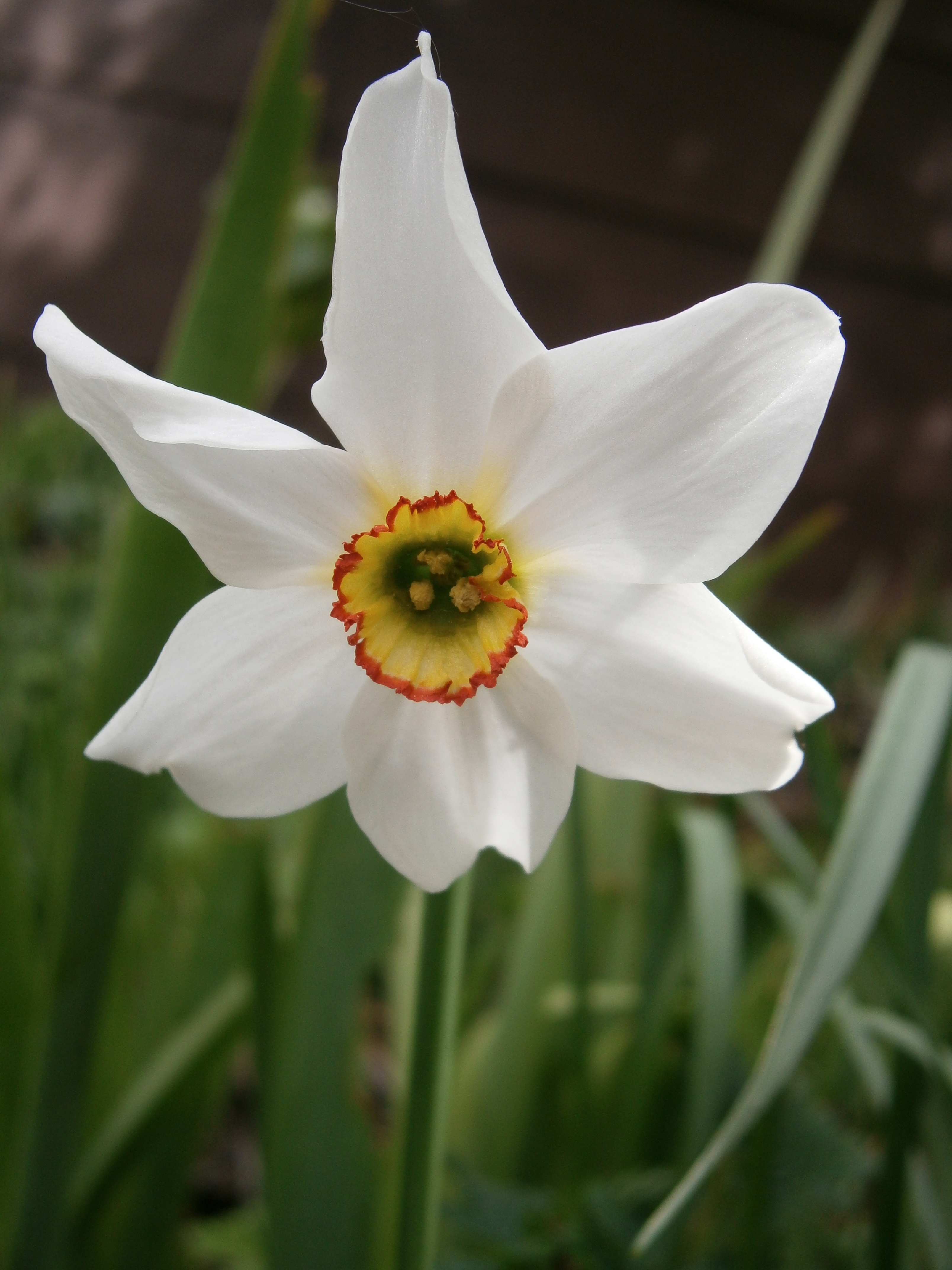 Narcissus