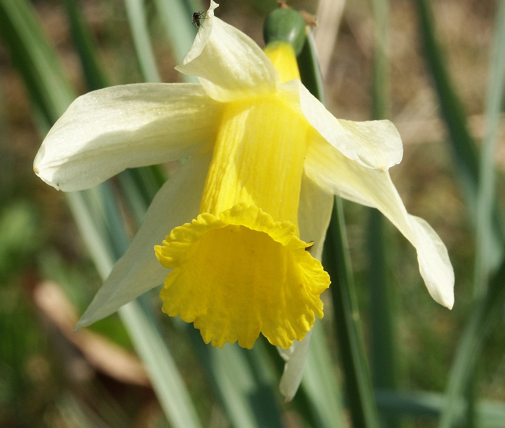 Narcissus