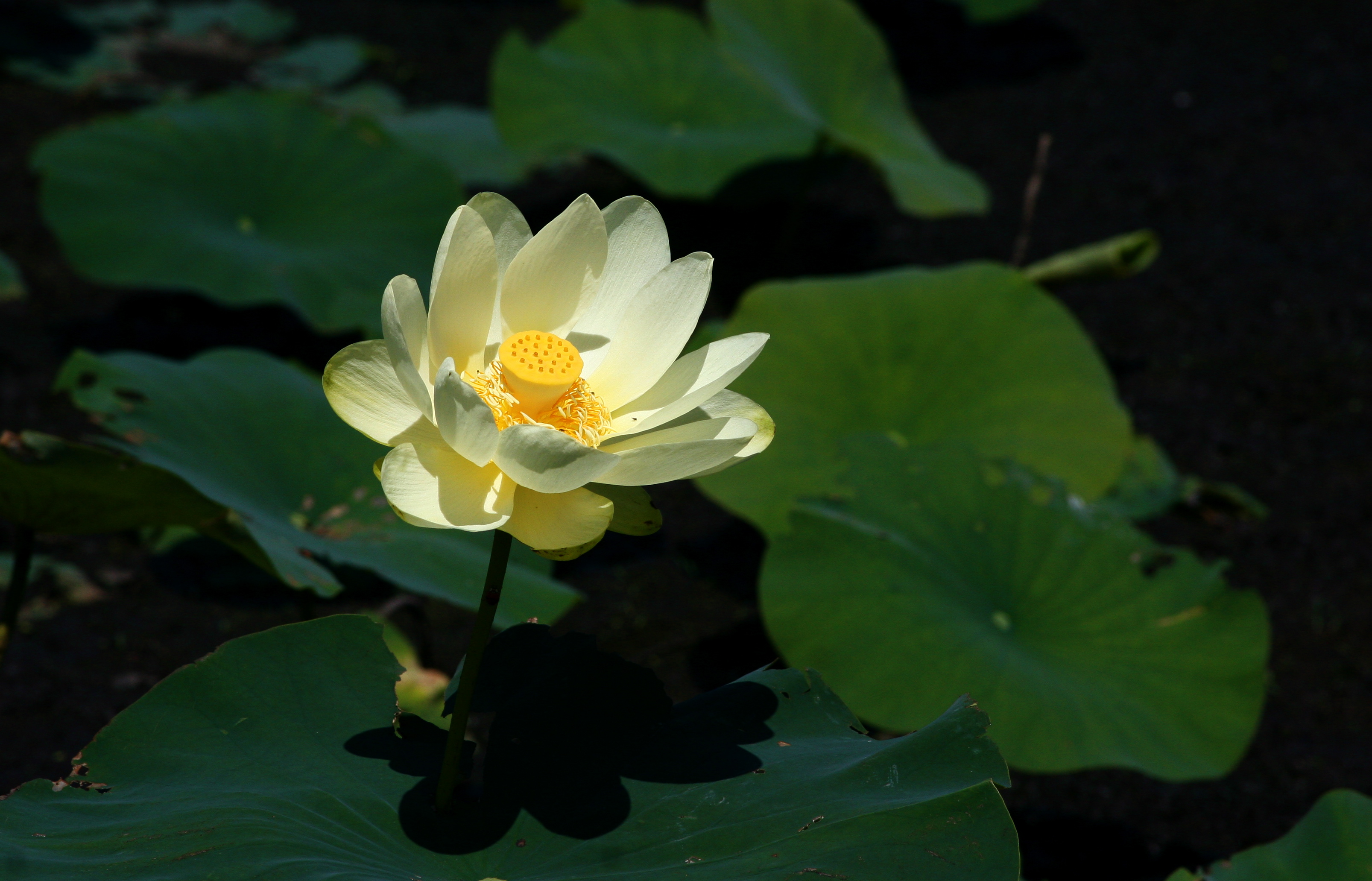 Nelumbo