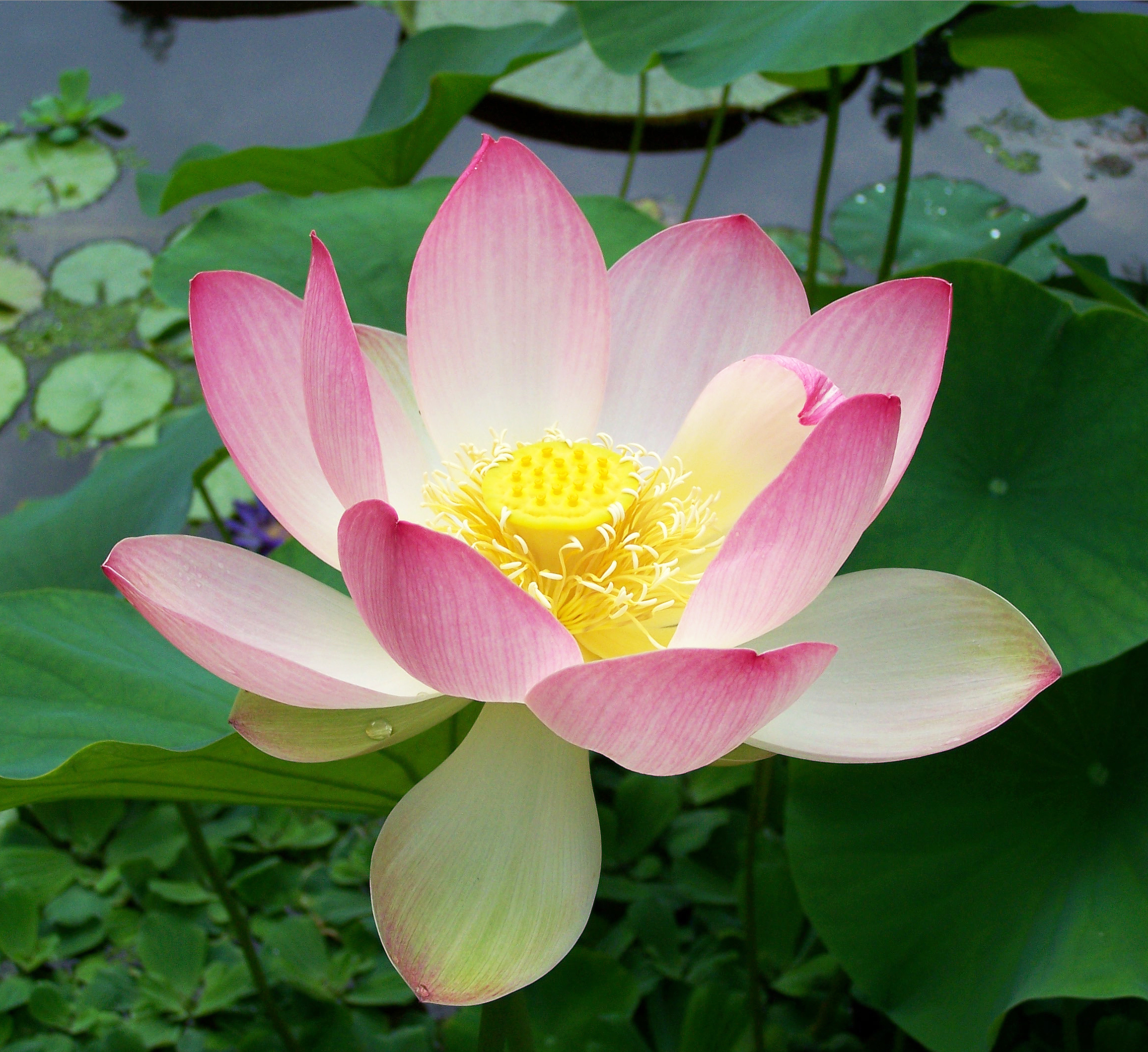Nelumbo