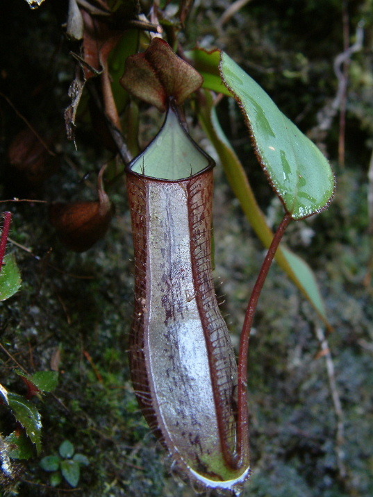 Nepenthes