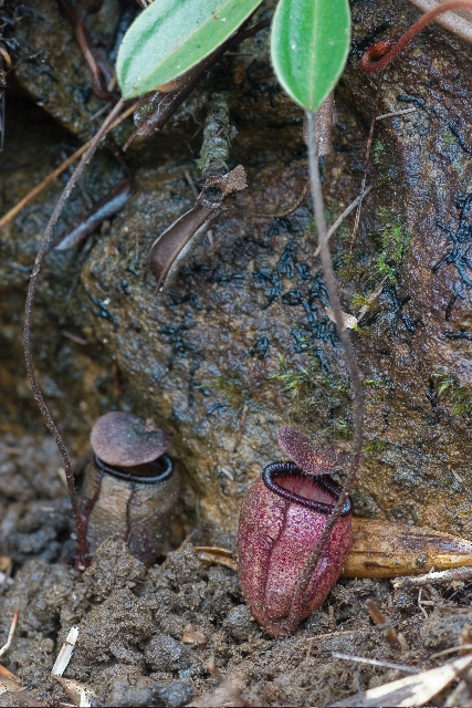 Nepenthes argentii