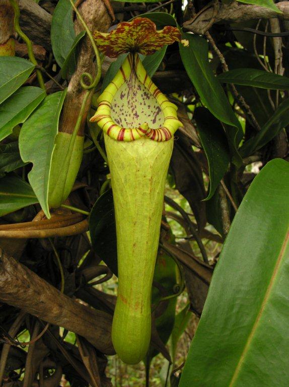 Nepenthes borneensis