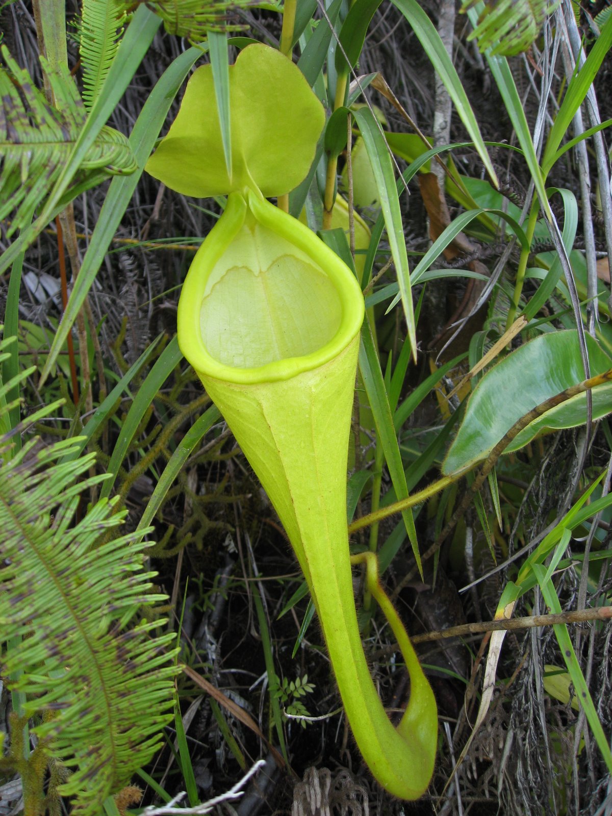 Nepenthes chaniana