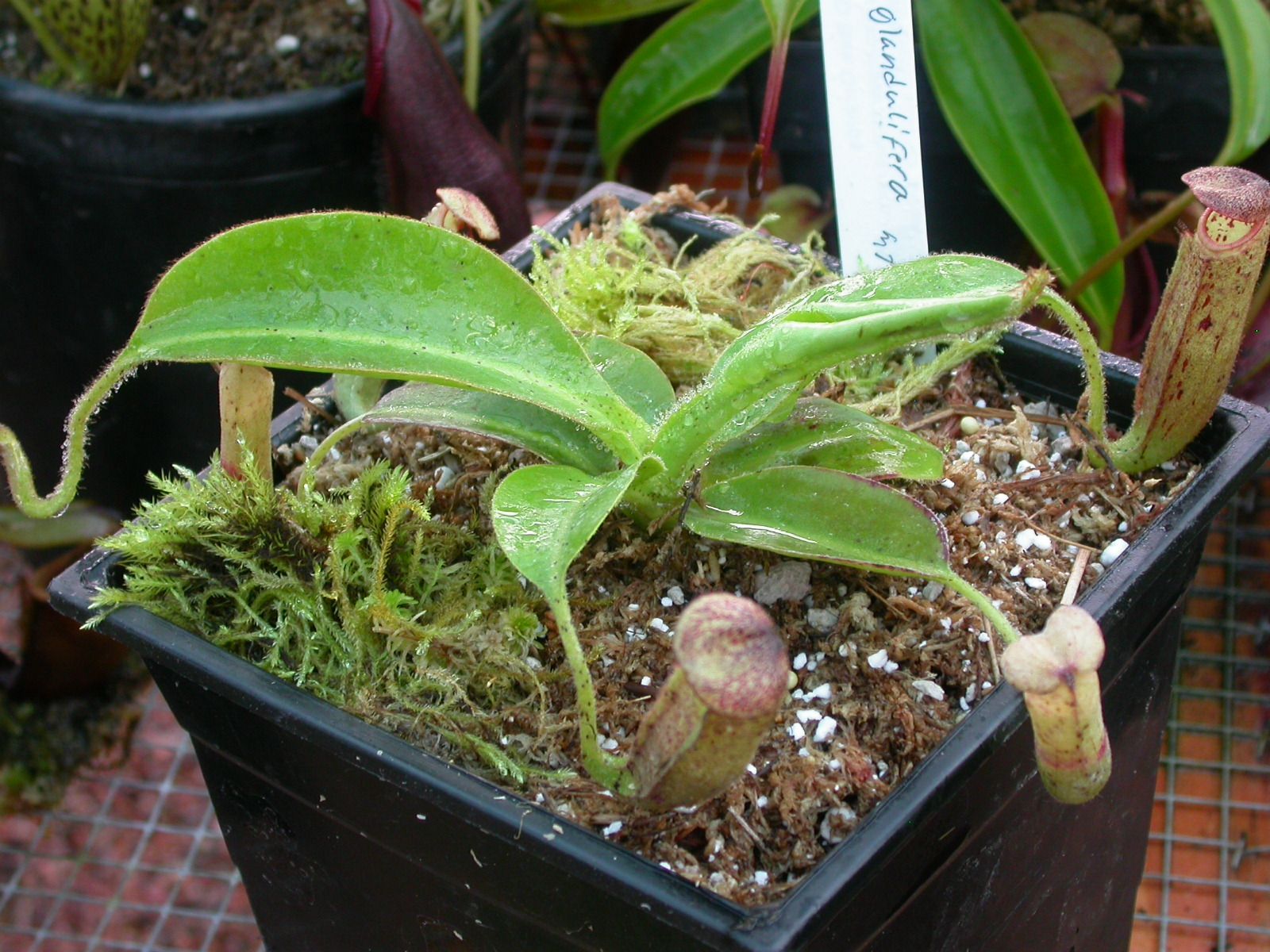 Nepenthes glandulifera