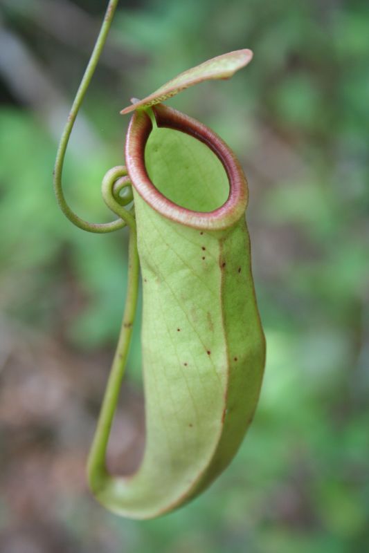 Nepenthes globosa