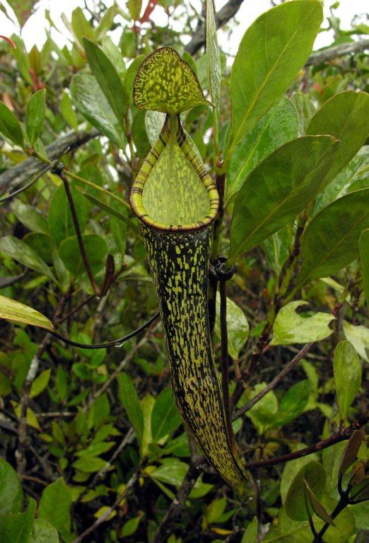 Nepenthes gracillima