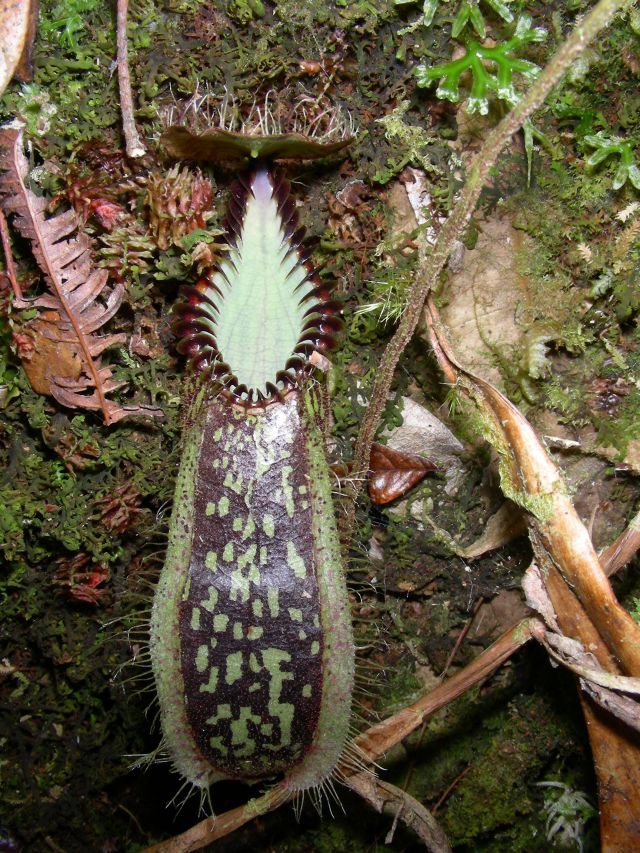 Nepenthes hamata