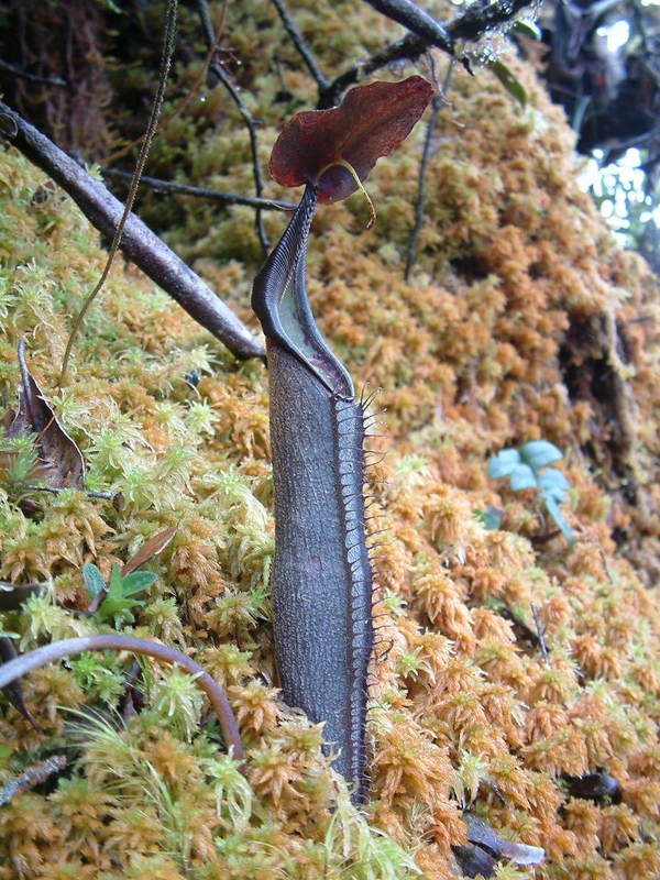 Nepenthes lingulata
