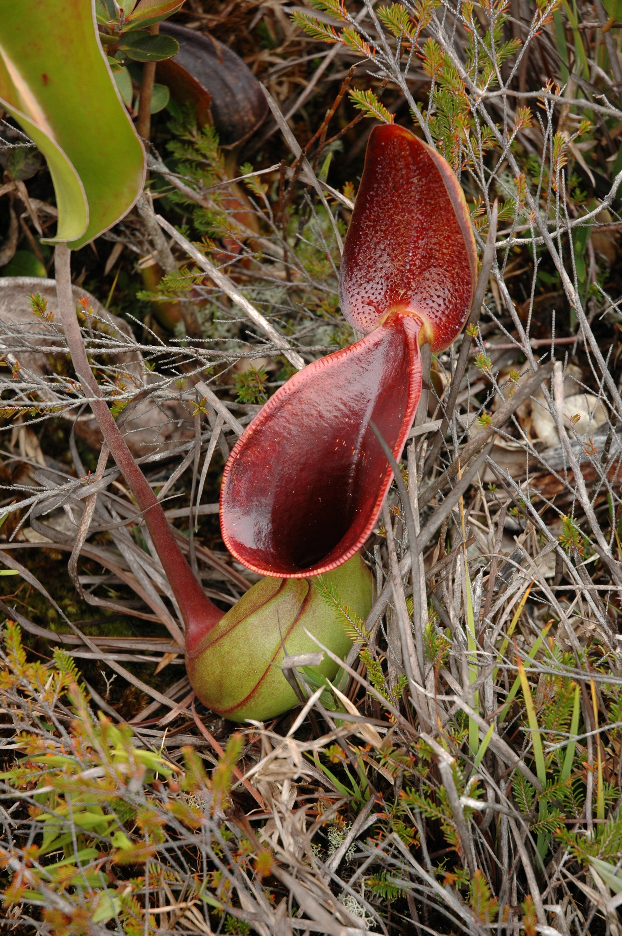 Nepenthes lowii