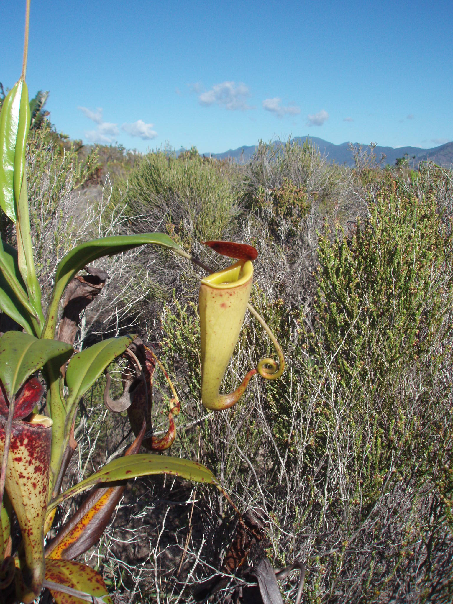 Nepenthes madagascariensis