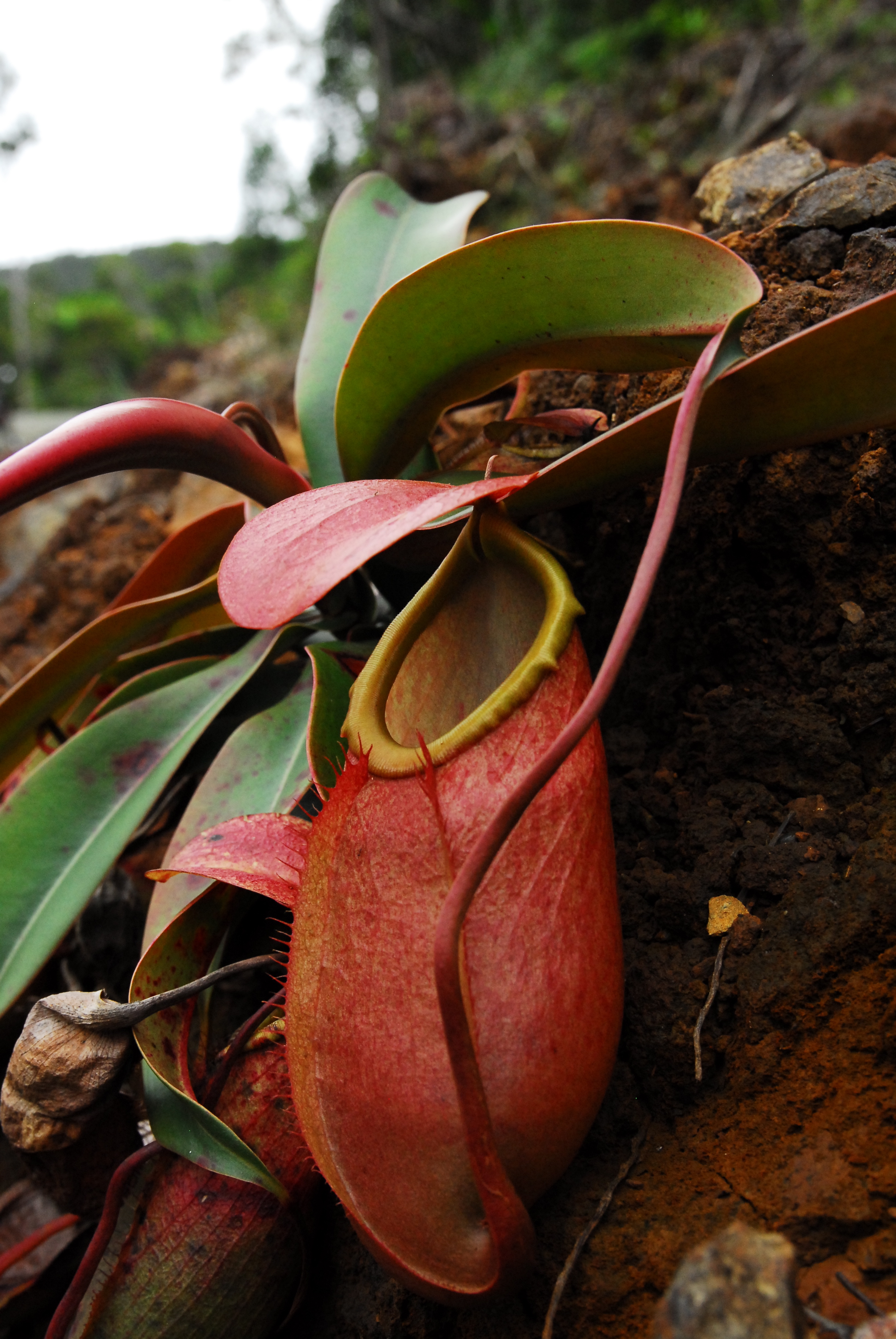 Nepenthes merrilliana