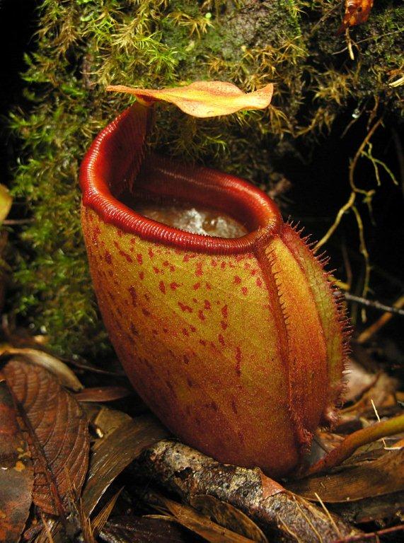 Nepenthes mira