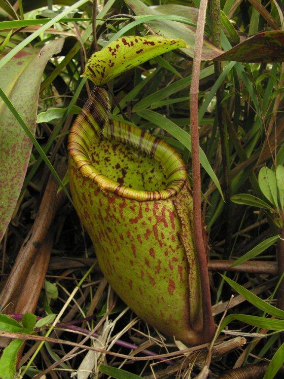 Nepenthes palawanensis