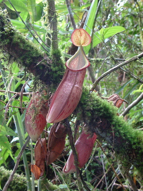 Nepenthes pectinata