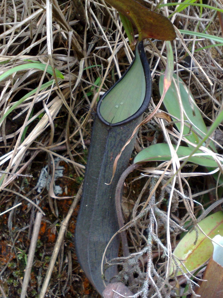 Nepenthes ramispina