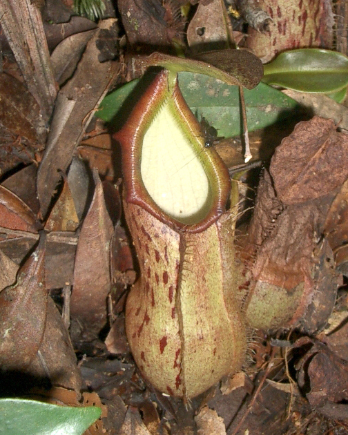 Nepenthes rhombicaulis