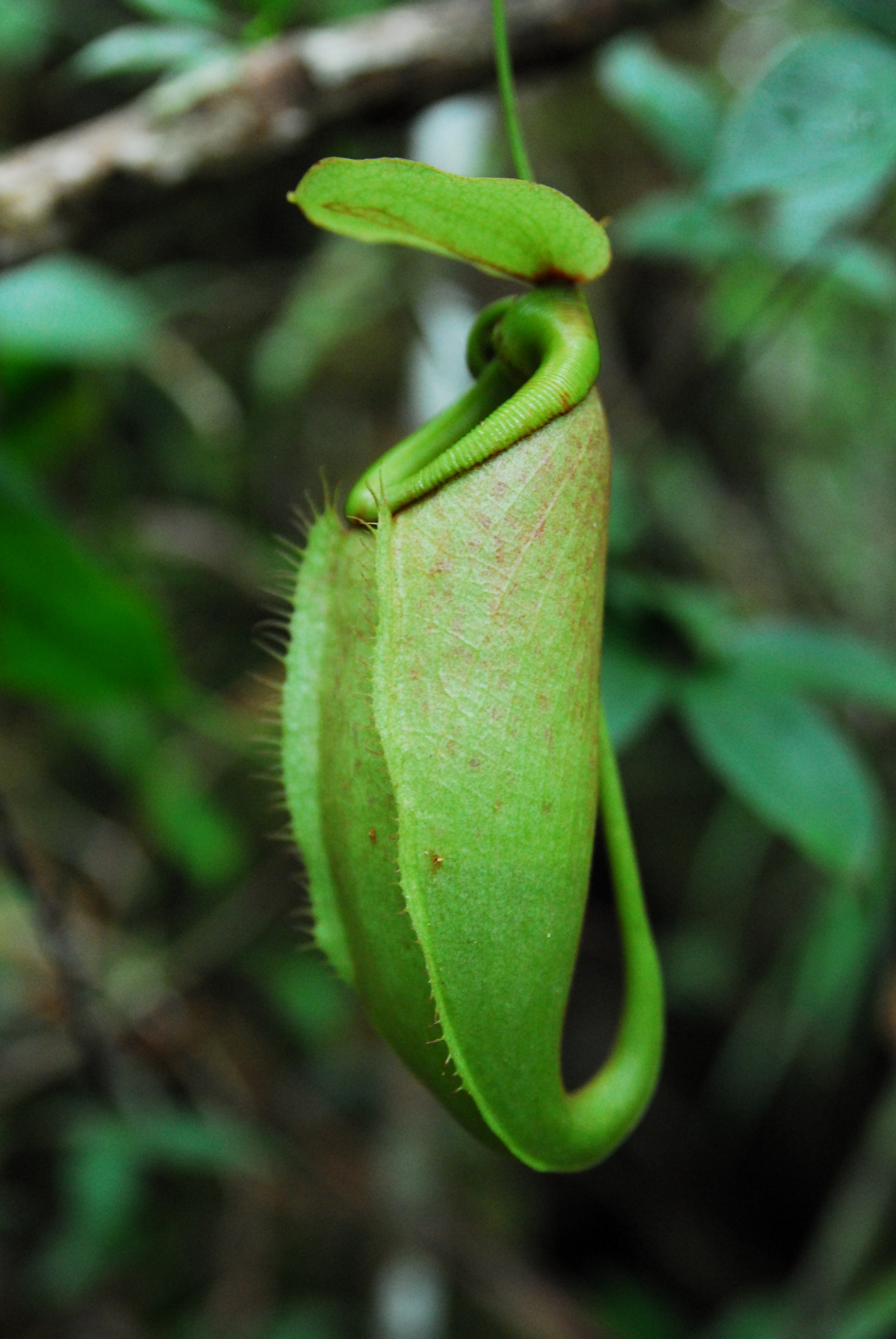 Nepenthes surigaoensis
