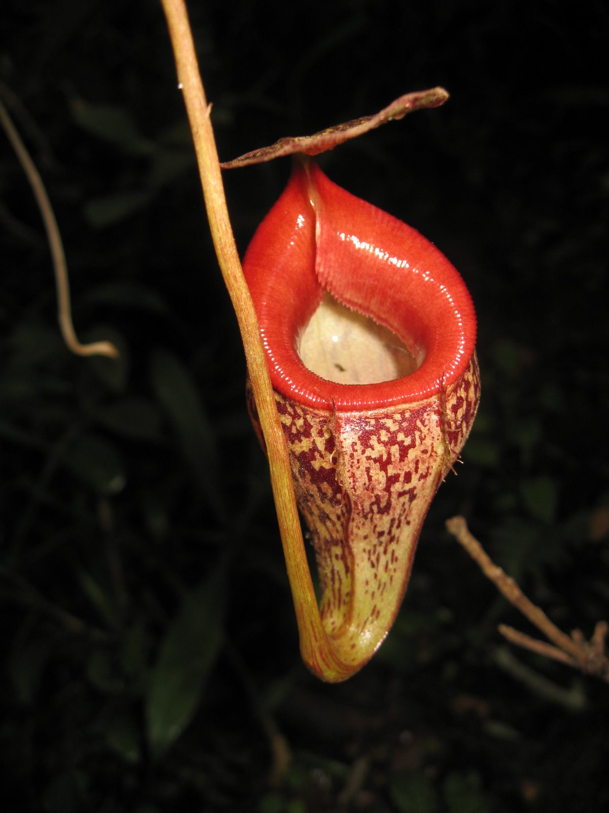 Nepenthes talangensis