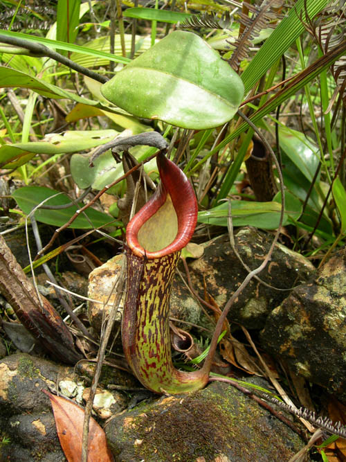 Nepenthes zakriana