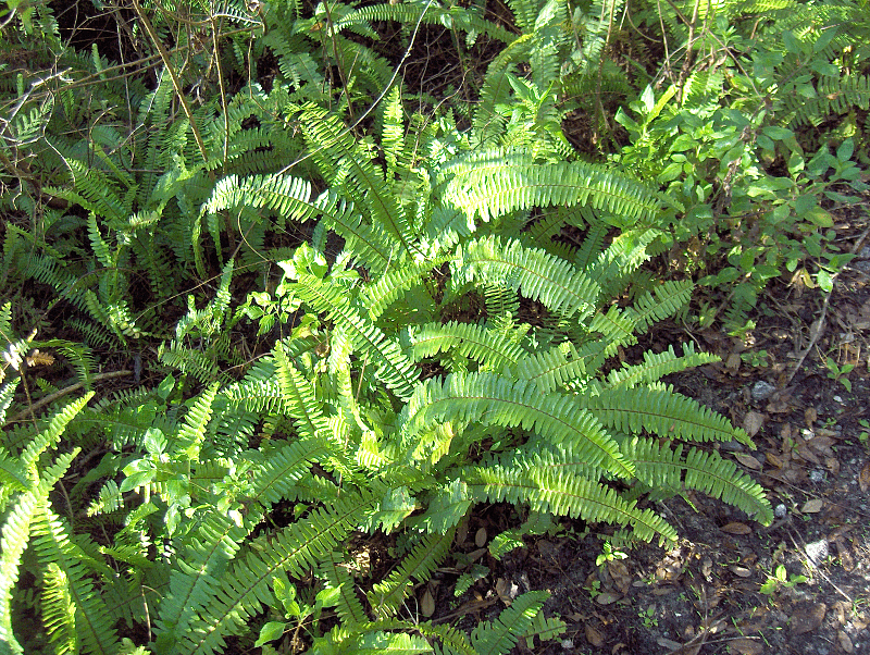 Nephrolepis