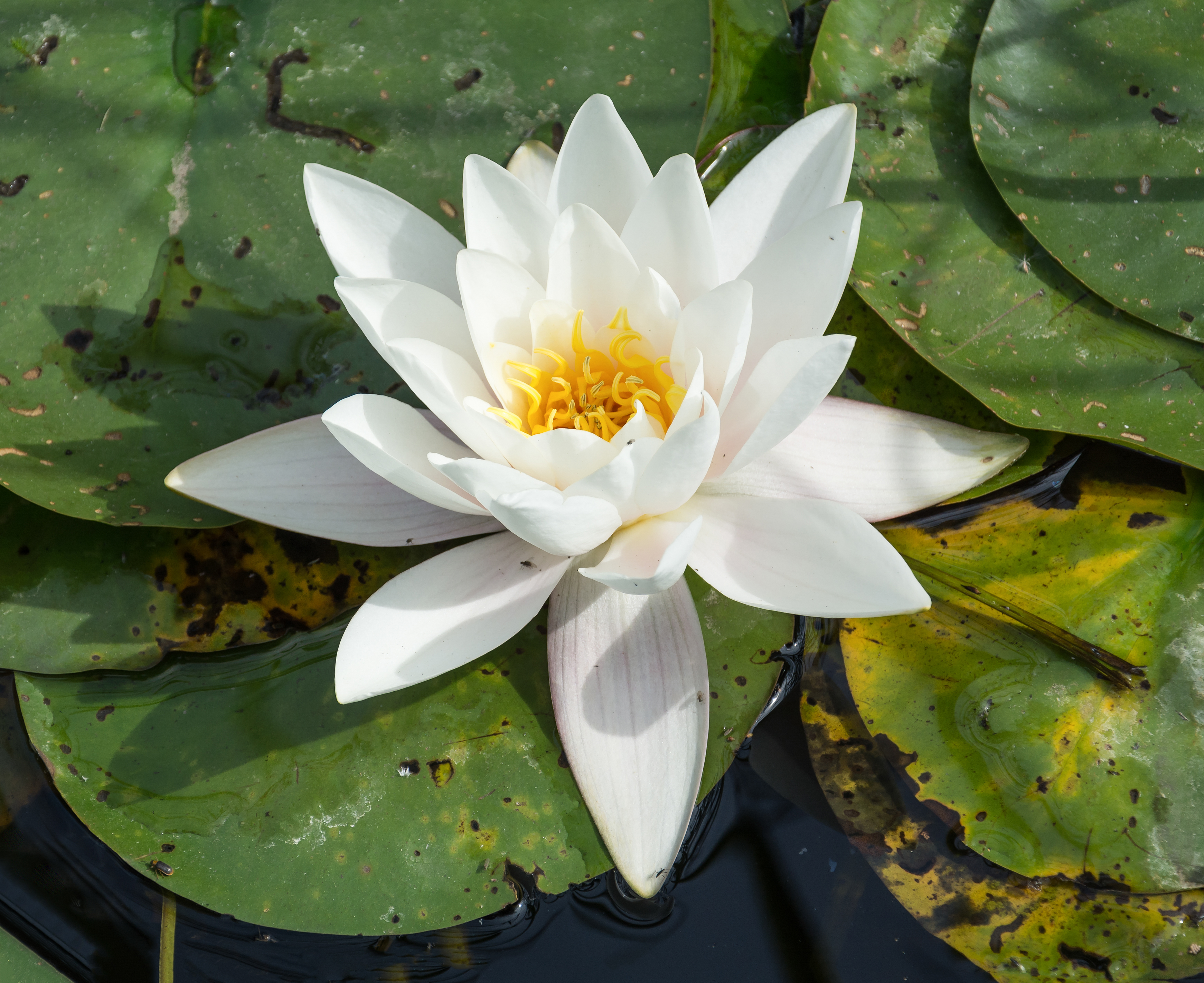 Nymphaea
