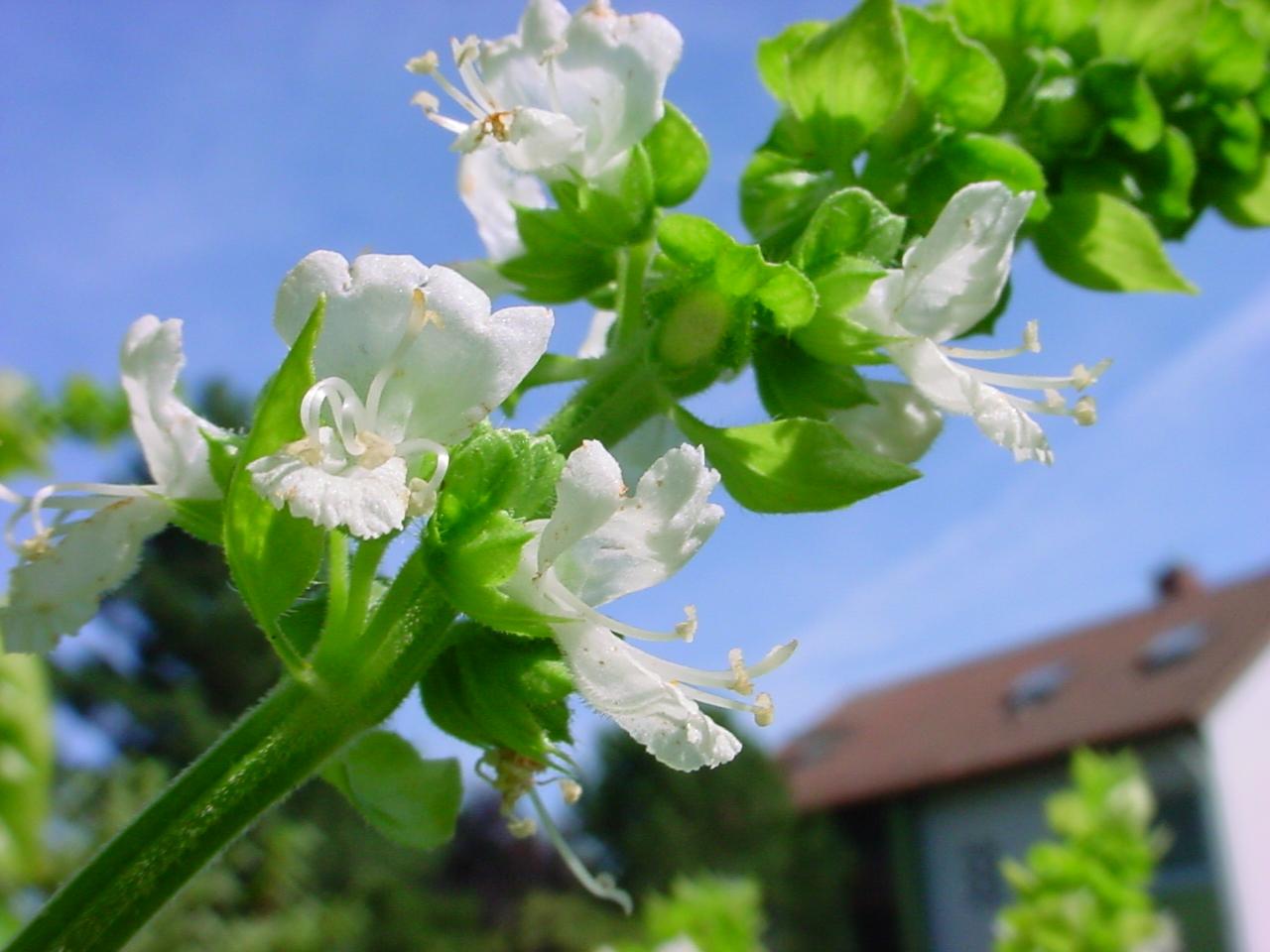 Ocimum