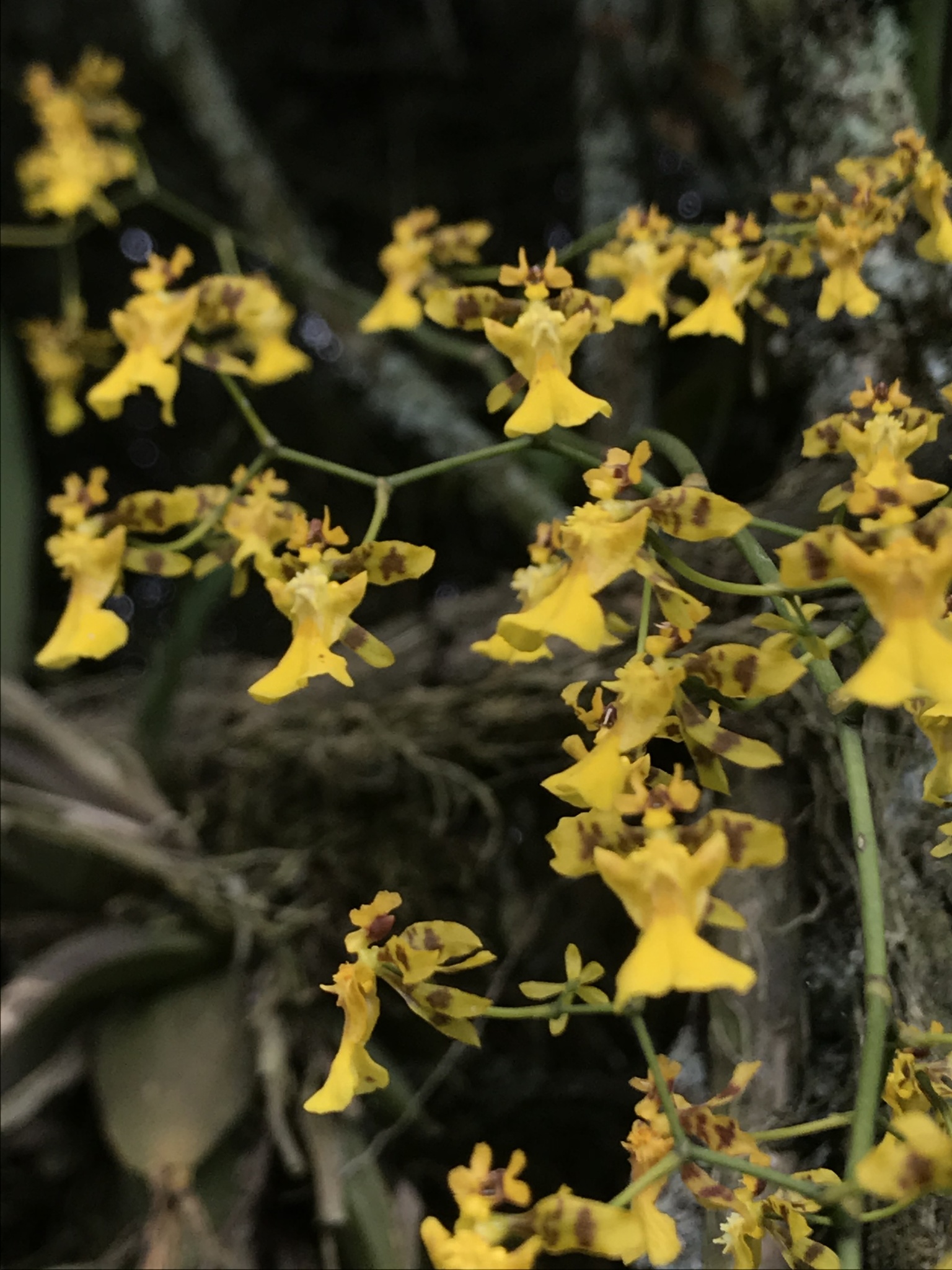 Oncidium
