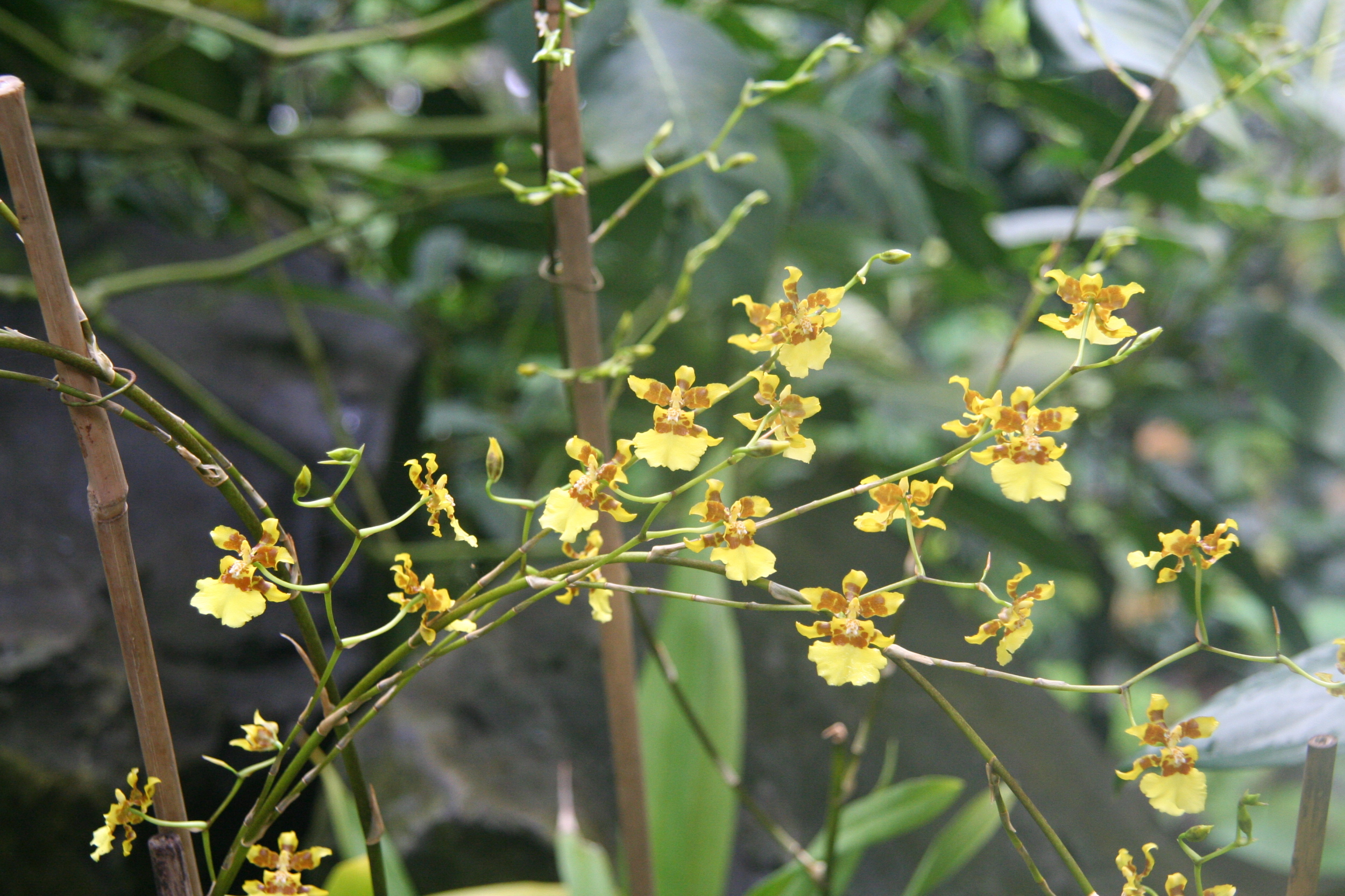 Oncidium