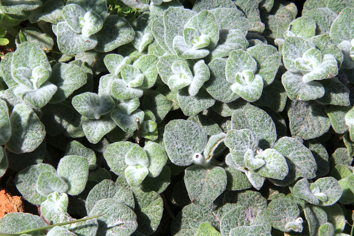 Origanum